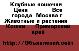 Клубные кошечки › Цена ­ 10 000 - Все города, Москва г. Животные и растения » Кошки   . Приморский край